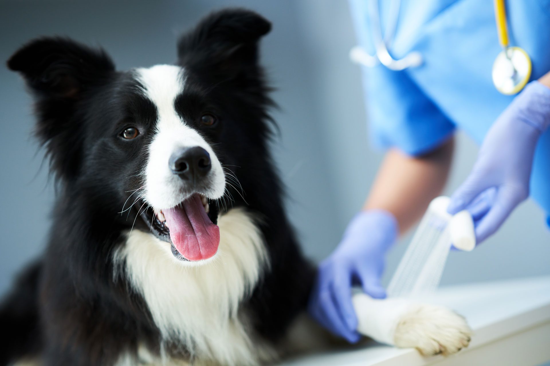 Female Vet Treating Dogs Paw