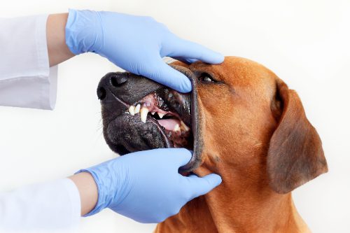 close up of vet examining dog's mouth who is missing a tooth
