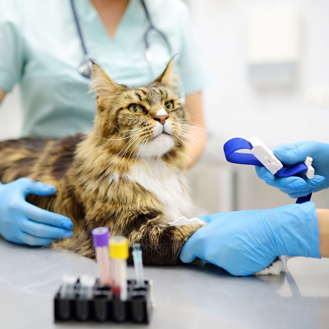 veterinarians taking blood sample from a Maine Coon cat