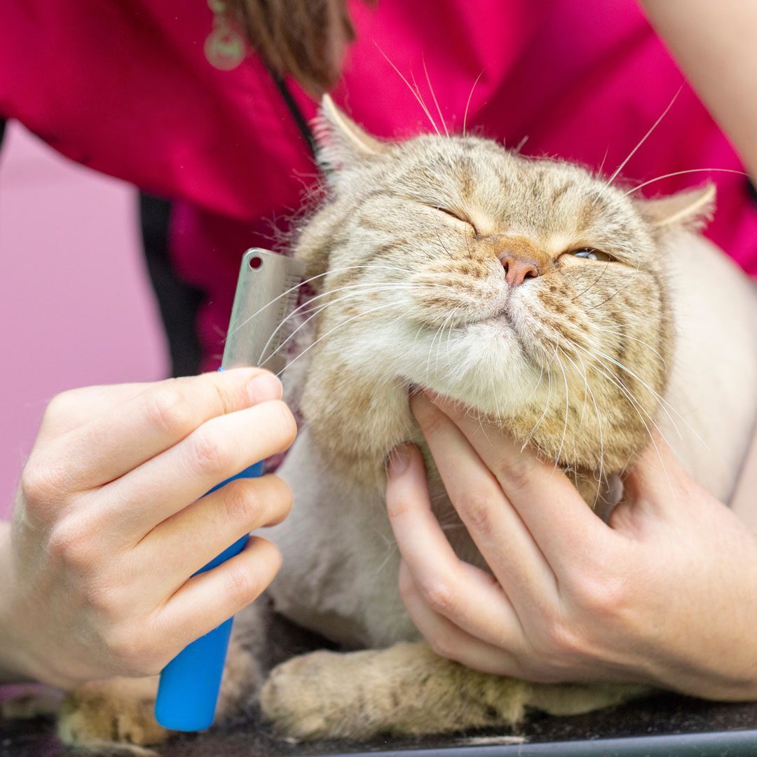 professional pet groomer brushing cat's fur