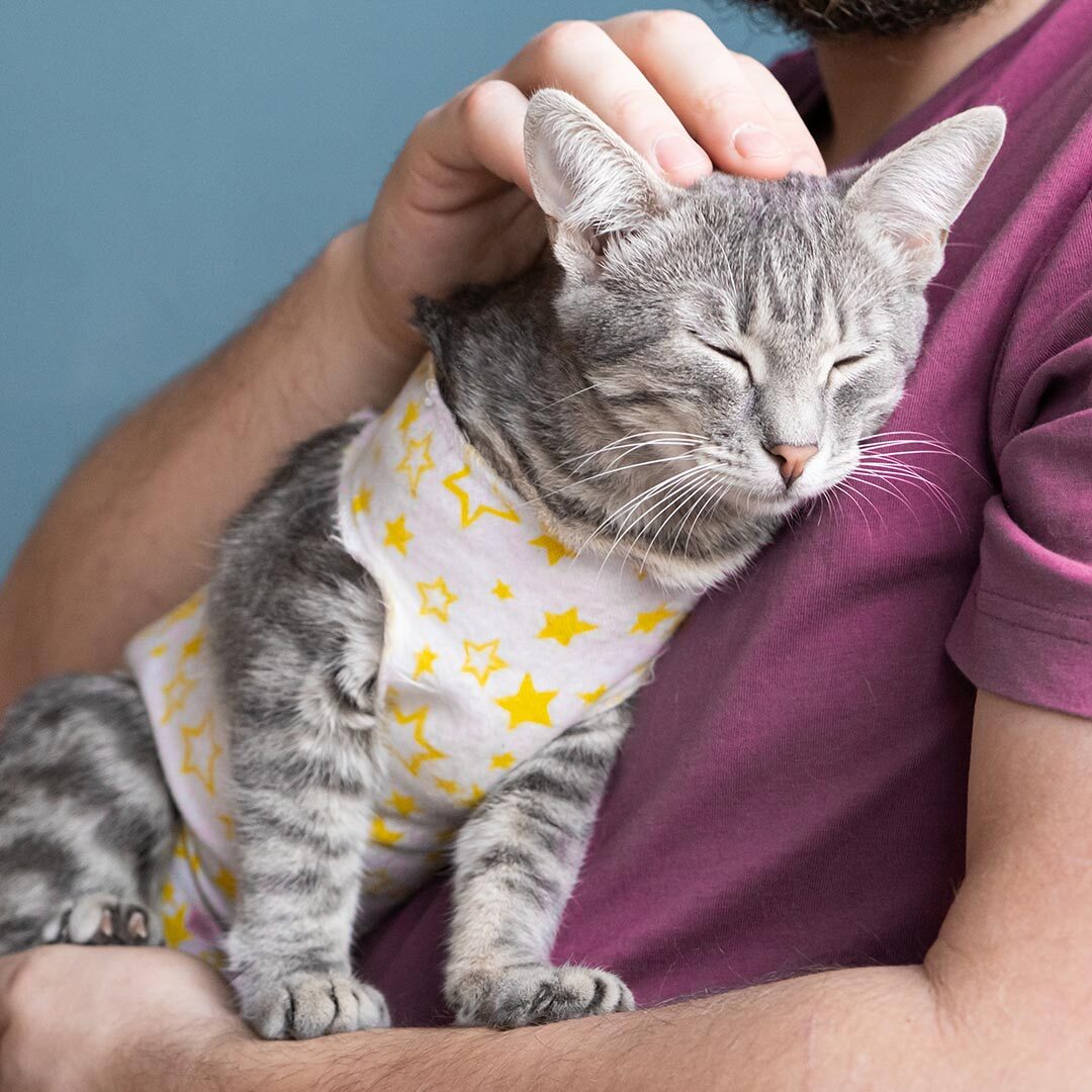 man holding and petting grey striped tabby cat wearing cloth bandage with yellow star pattern