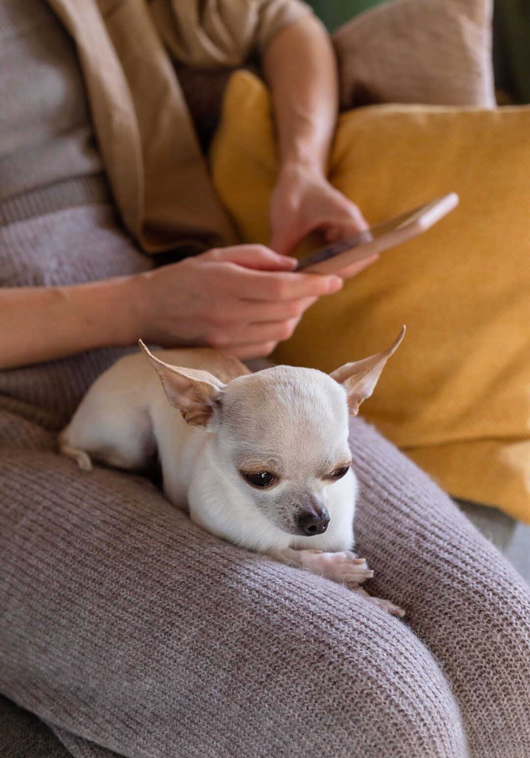 white chihuahua cuddling on woman's lap