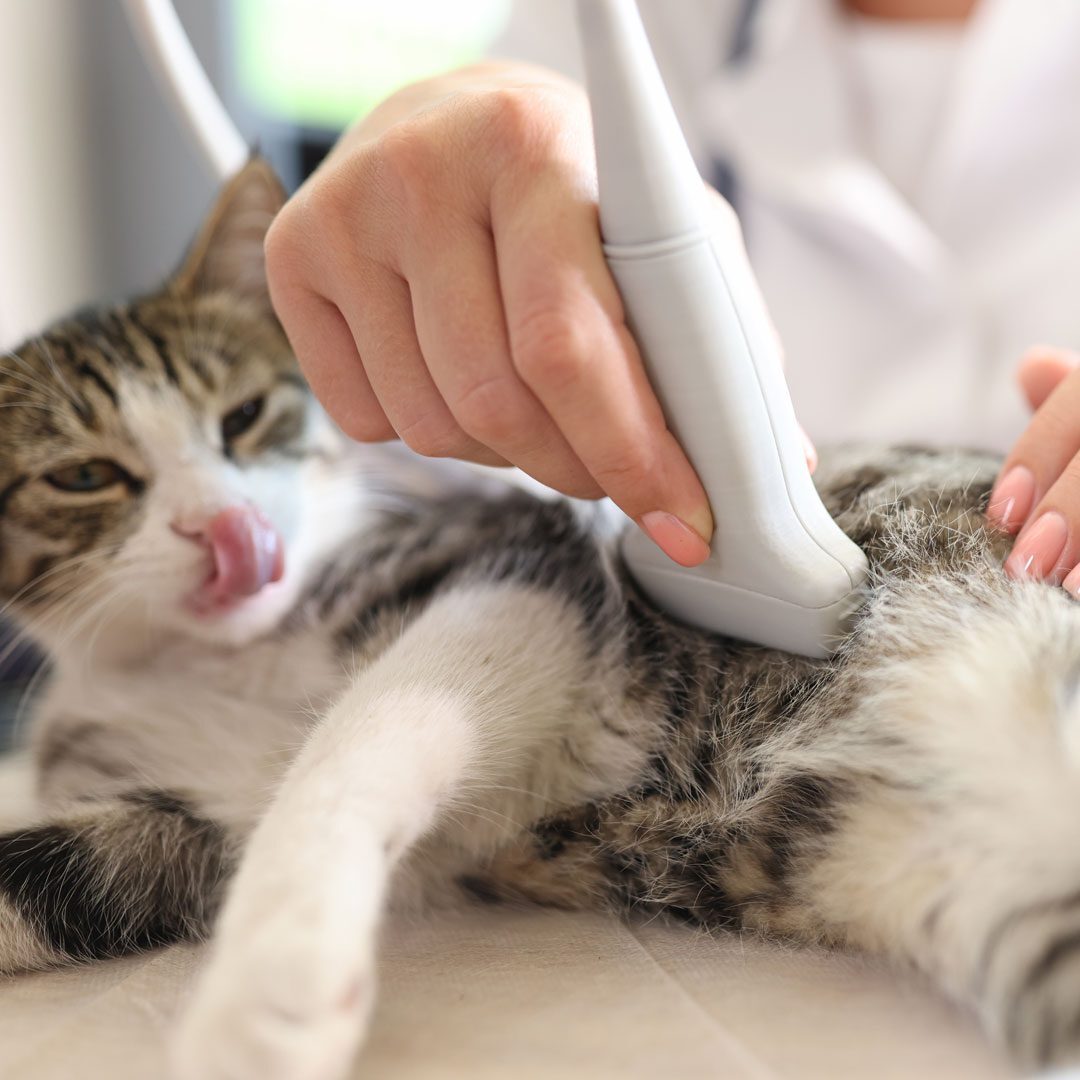 veterinarian performing ultrasound on cat