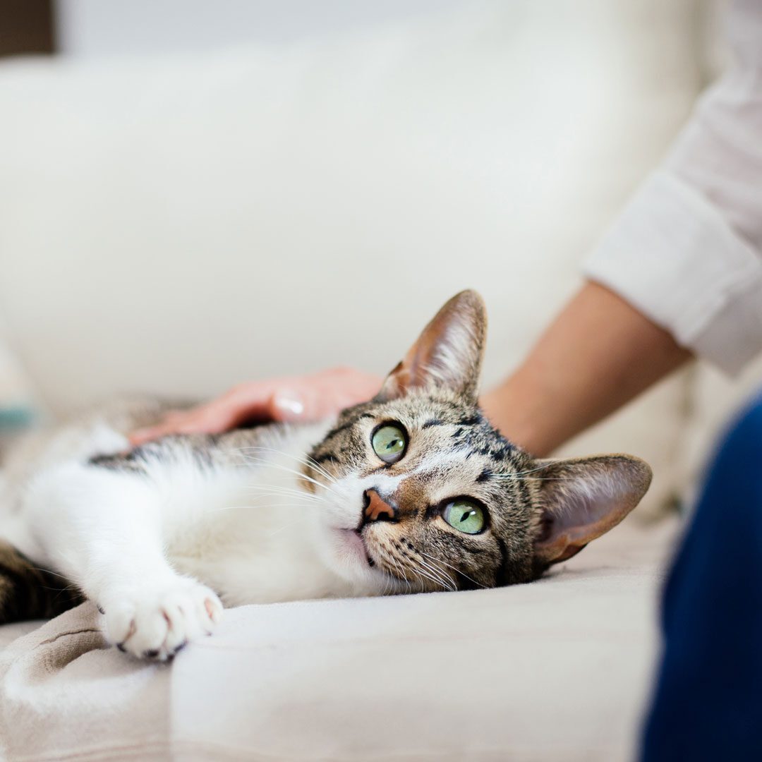 close up of woman petting a cat